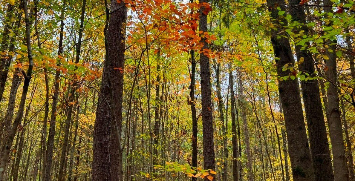 Autumn forest with colorful leaves and tall trees.